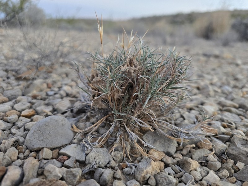 Bigelow's Desertgrass photo 5