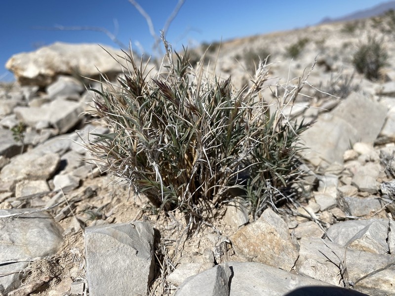 Bigelow's Desertgrass photo 6