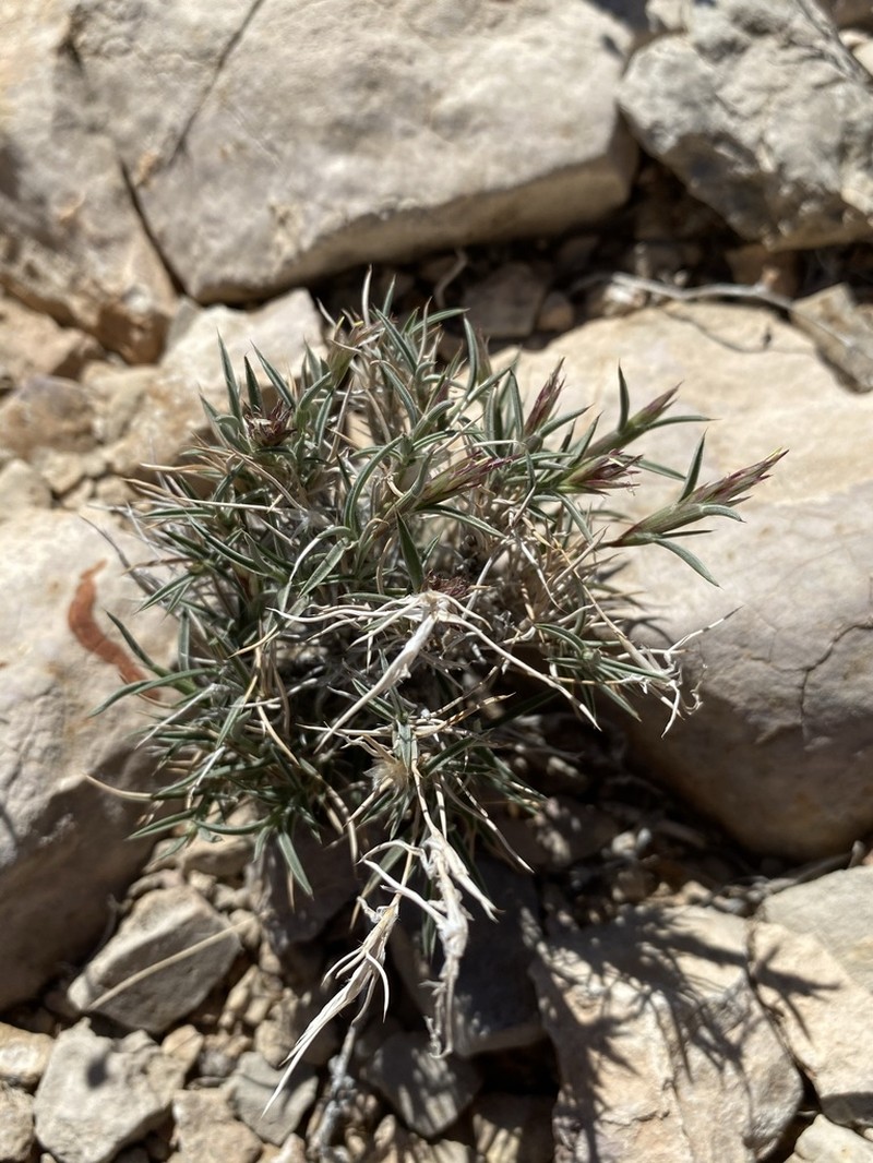 Bigelow's Desertgrass photo 7
