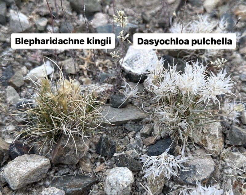 King's Eyelashgrass photo 2