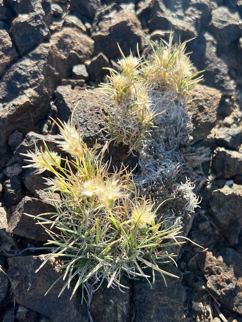 King's Eyelashgrass photo 3