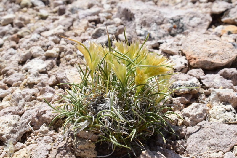 King's Eyelashgrass photo 4