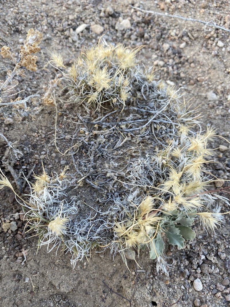 King's Eyelashgrass photo 5