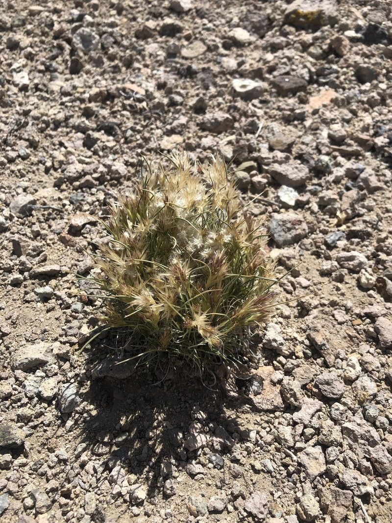 King's Eyelashgrass photo 6