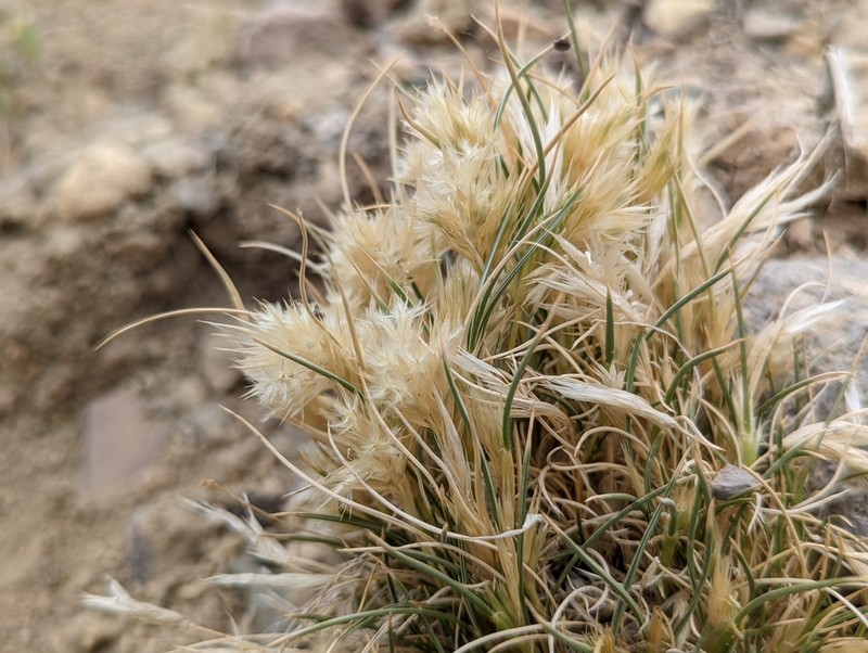 King's Eyelashgrass photo 7