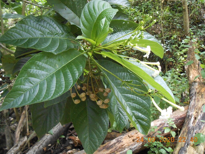 Blepharidium guatemalense photo 2