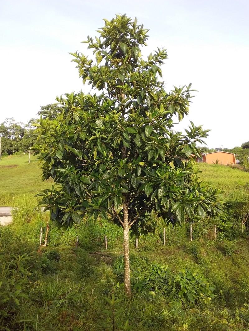 Blepharidium guatemalense photo 5