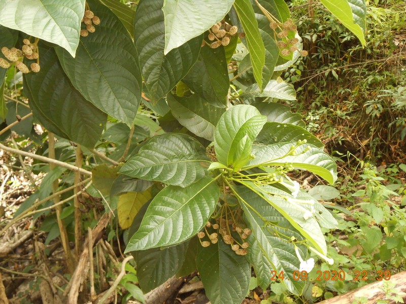 Blepharidium guatemalense photo 6