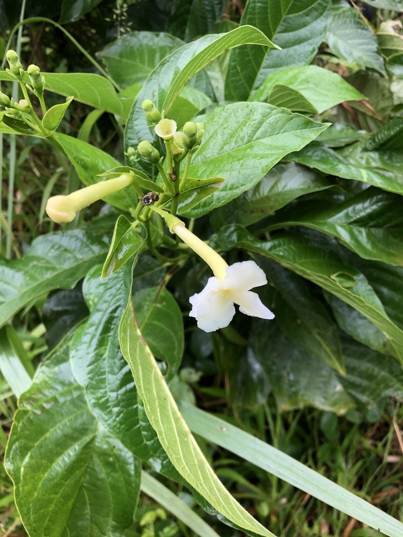 Blepharidium guatemalense photo 7