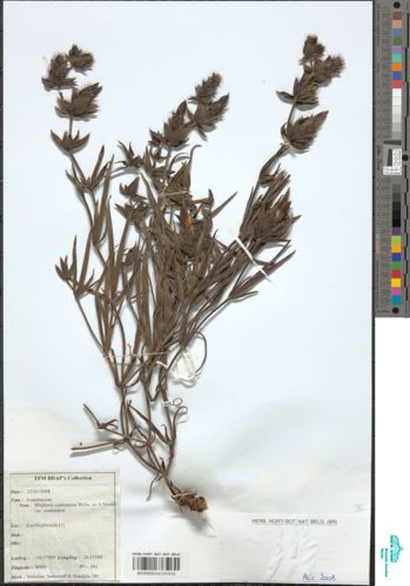 Blepharis cuanzensis var. cuanzensis