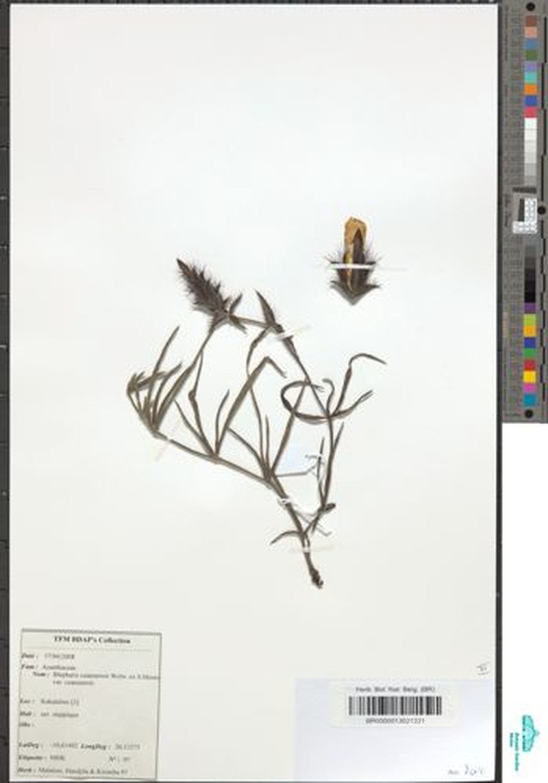 Blepharis cuanzensis var. cuanzensis photo 2