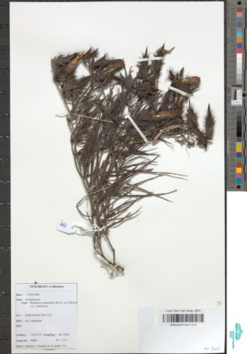 Blepharis cuanzensis var. cuanzensis photo 3