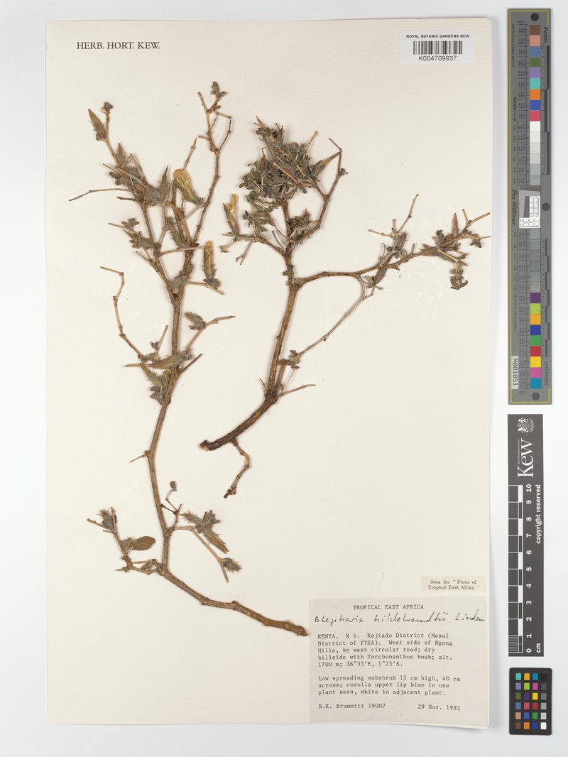 Blepharis hildebrandtii subsp. hildebrandtii photo 2