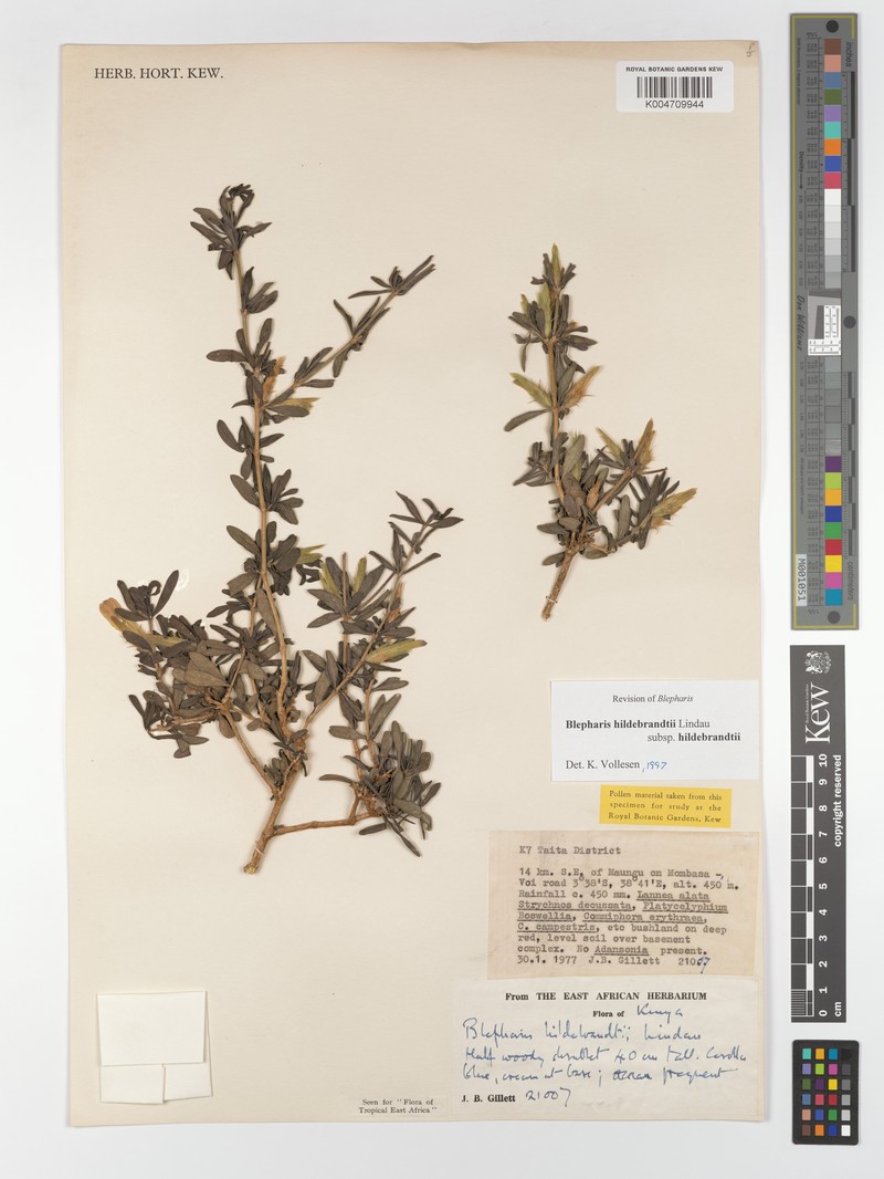 Blepharis hildebrandtii subsp. hildebrandtii photo 3