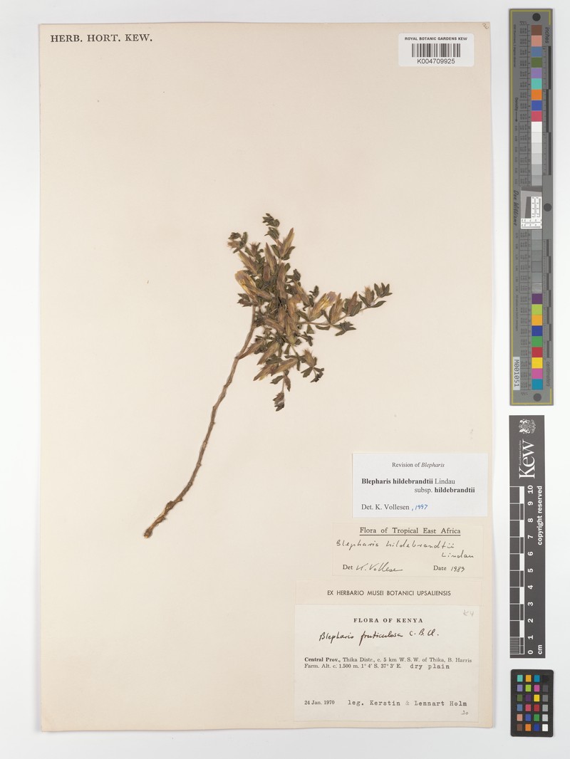 Blepharis hildebrandtii subsp. hildebrandtii photo 4