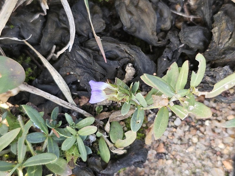 Blepharis integrifolia var. integrifolia