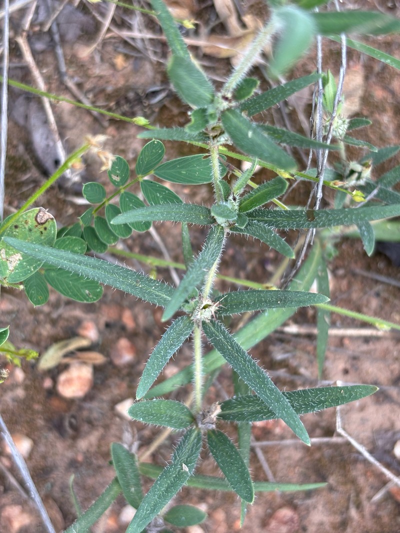 Blepharis integrifolia var. integrifolia photo 2