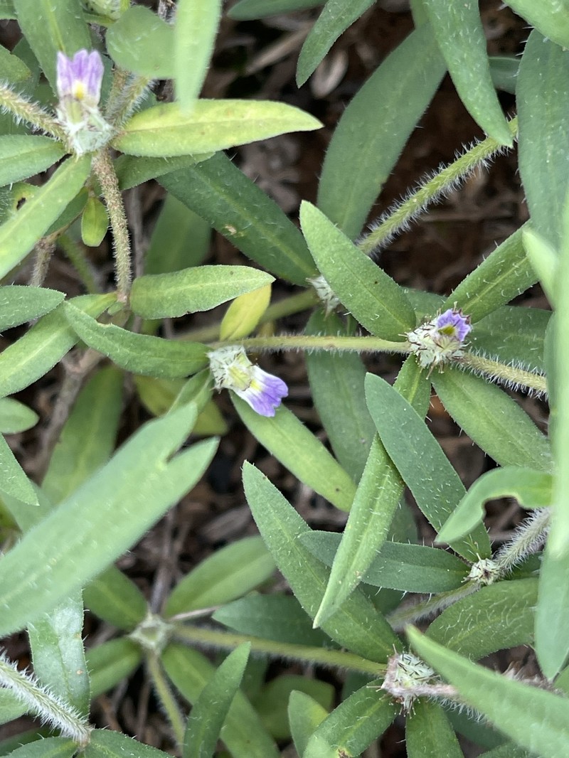 Blepharis integrifolia var. integrifolia photo 3