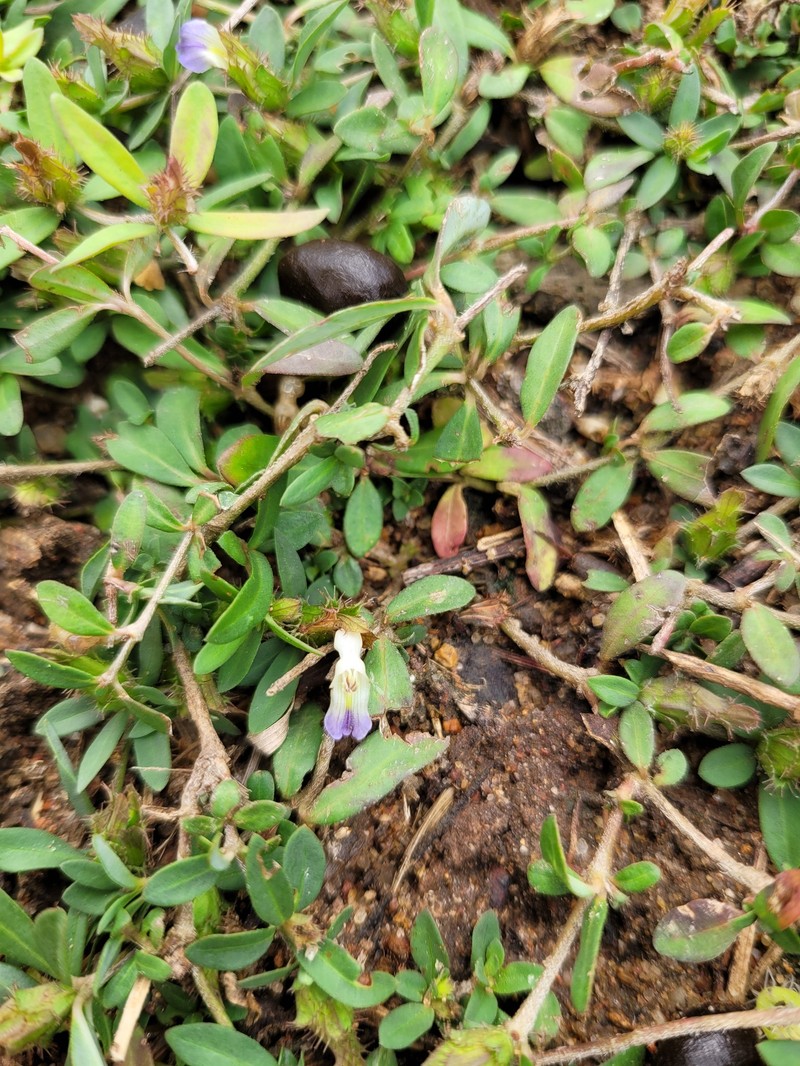 Blepharis integrifolia var. integrifolia photo 4
