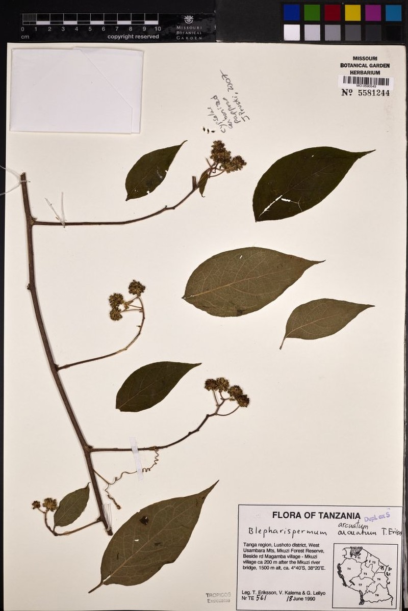 Blepharispermum arcuatum
