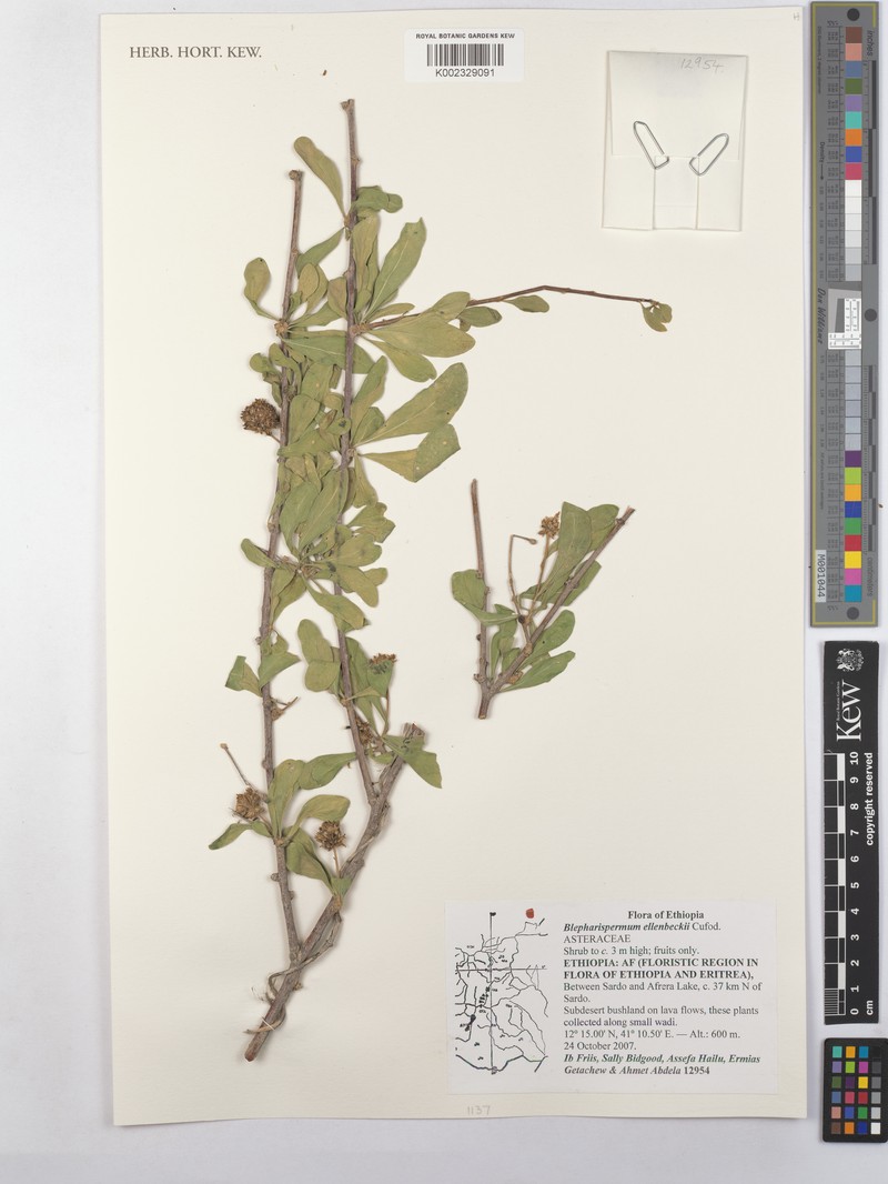 Blepharispermum ellenbeckii