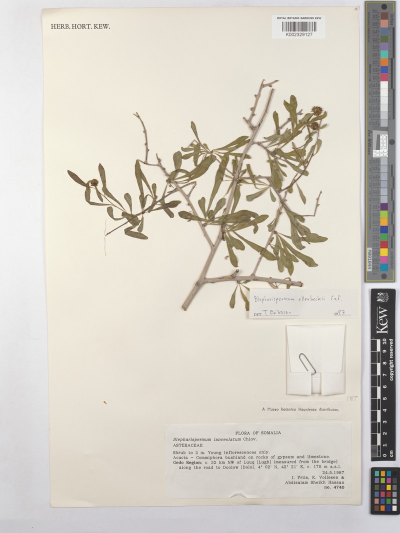 Blepharispermum ellenbeckii photo 2