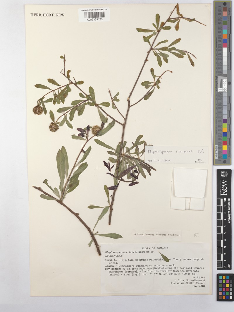 Blepharispermum ellenbeckii photo 3
