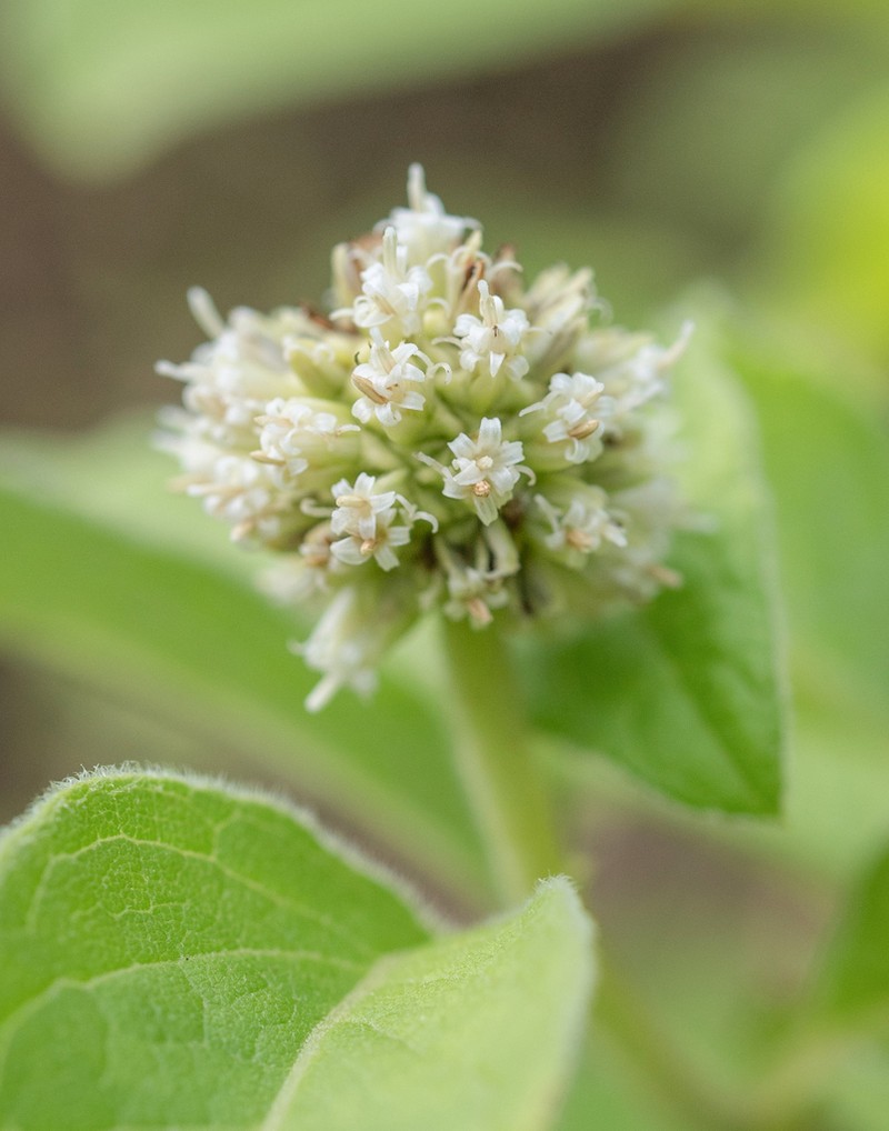 Blepharispermum hirtum photo 2