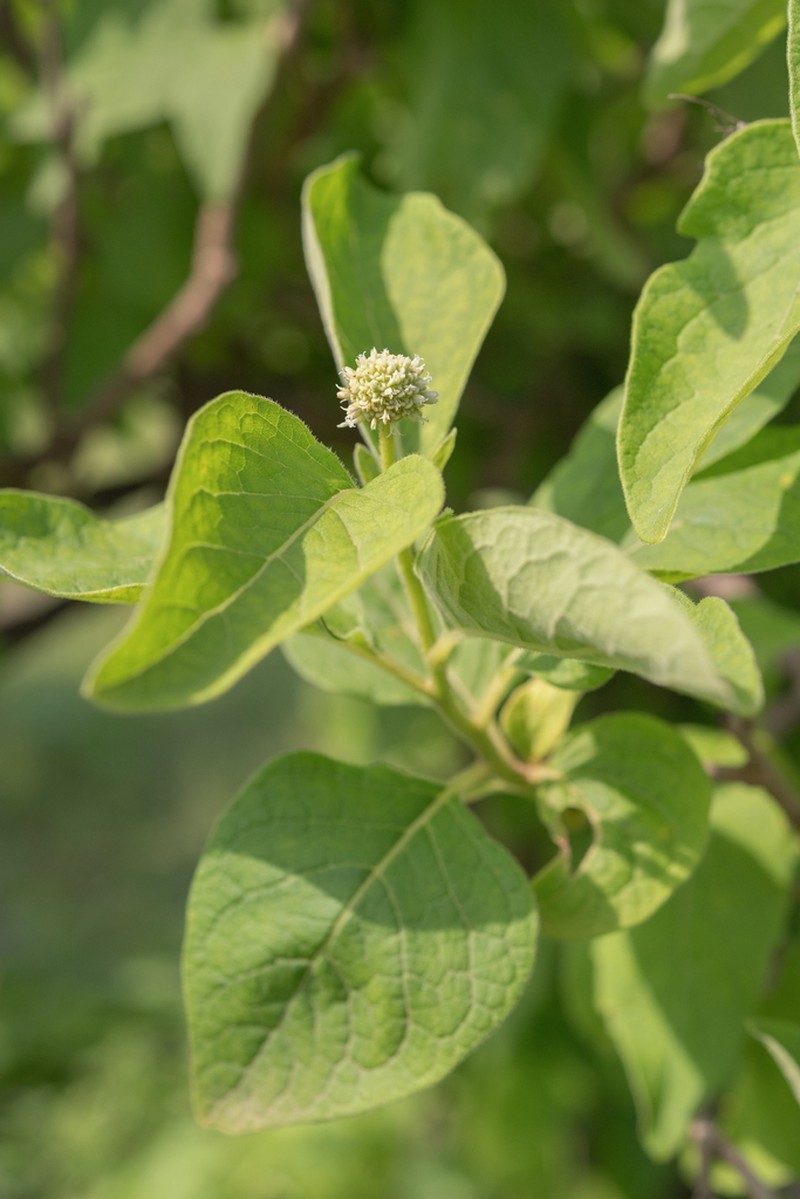 Blepharispermum hirtum photo 5