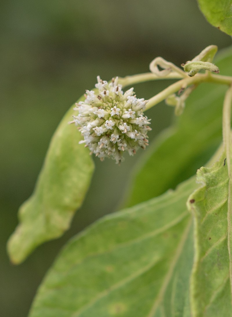 Blepharispermum hirtum photo 8