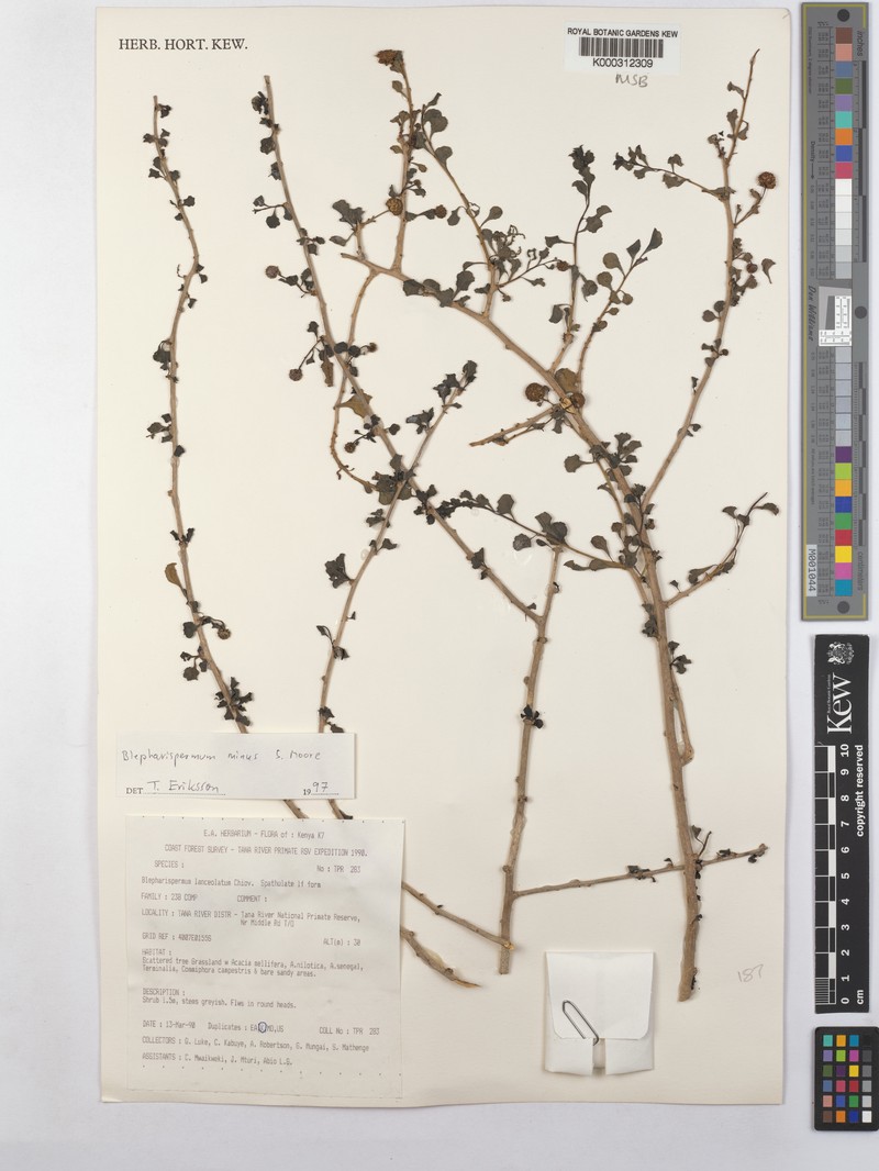Blepharispermum minus
