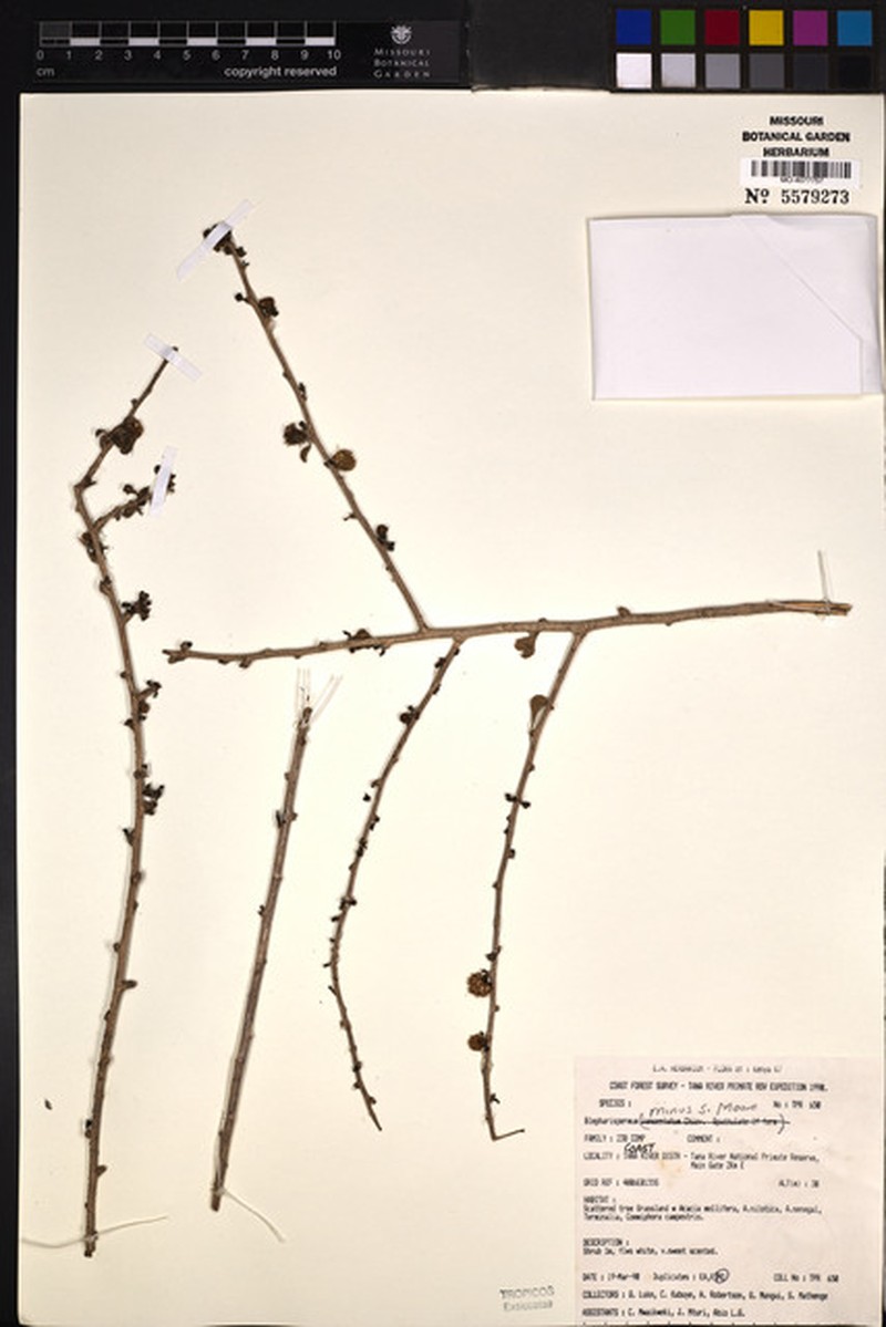 Blepharispermum minus photo 3