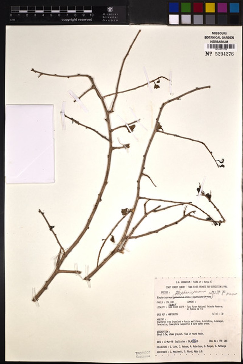 Blepharispermum minus photo 4
