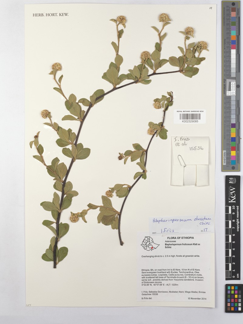 Blepharispermum obovatum