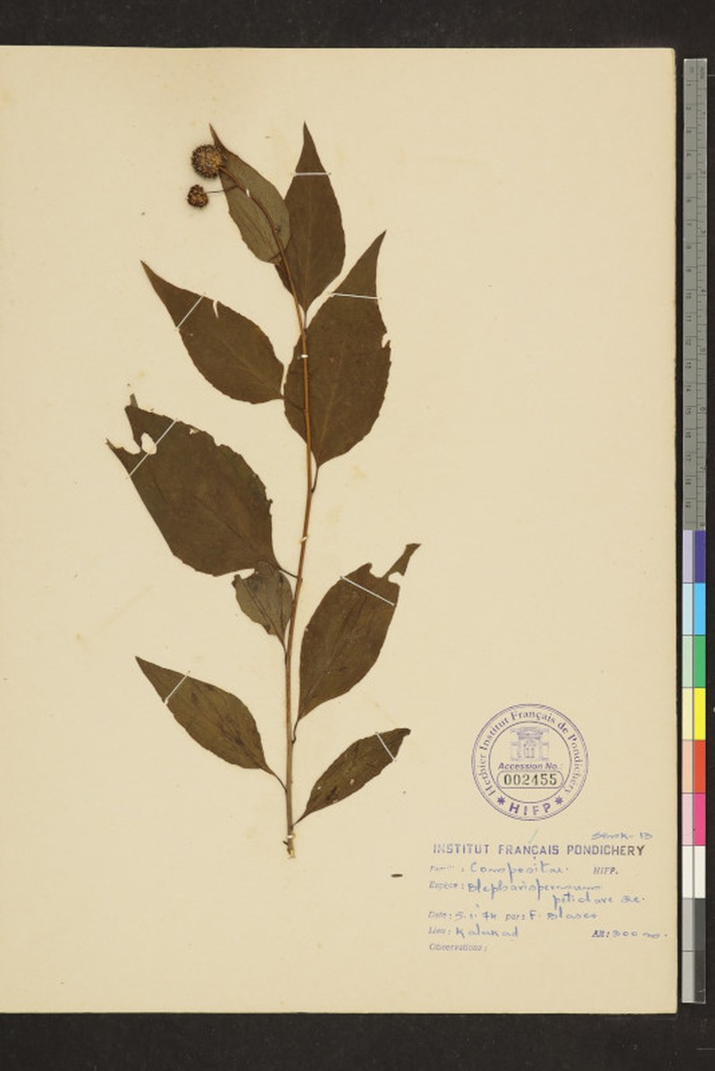 Blepharispermum petiolare photo 2