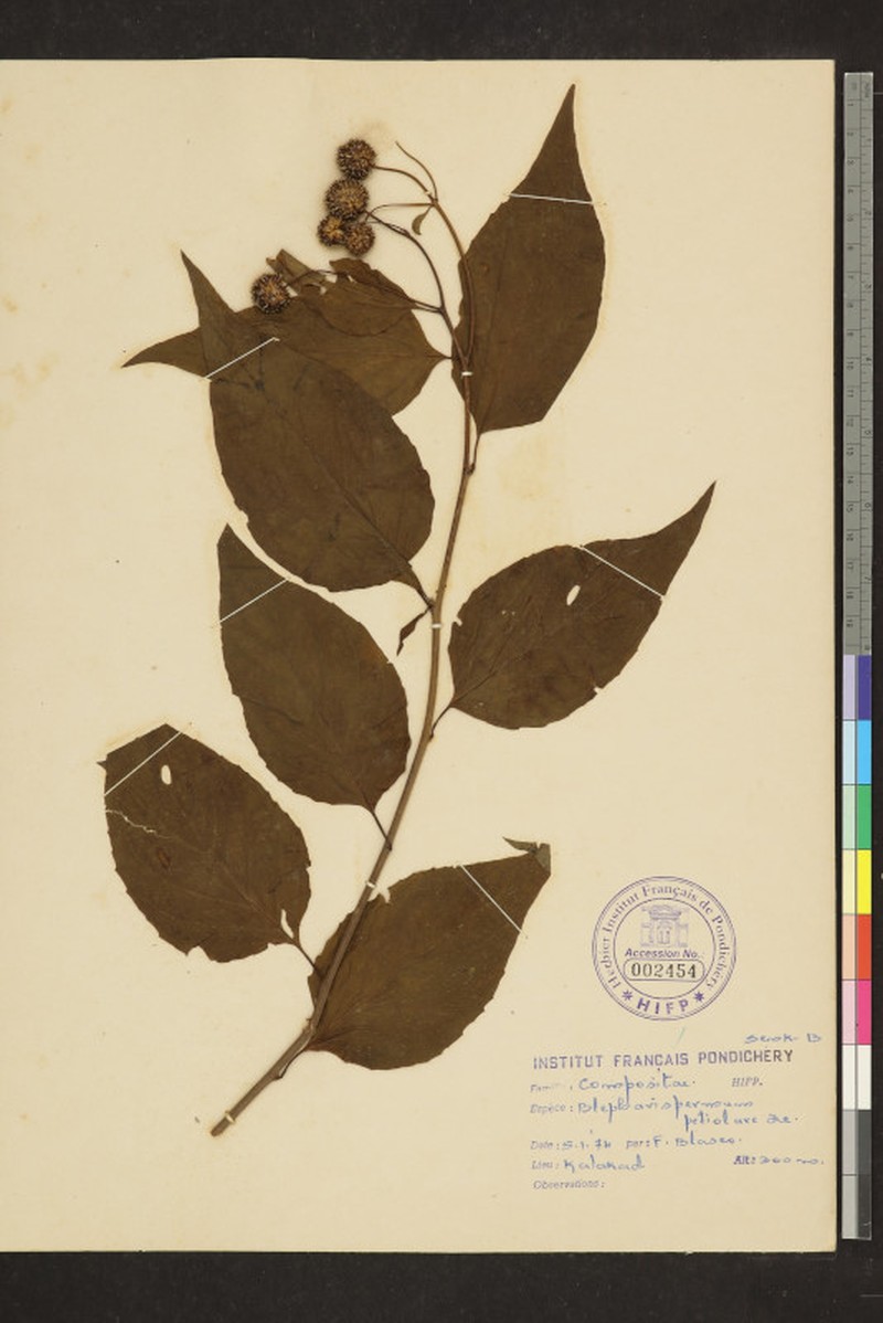 Blepharispermum petiolare photo 3