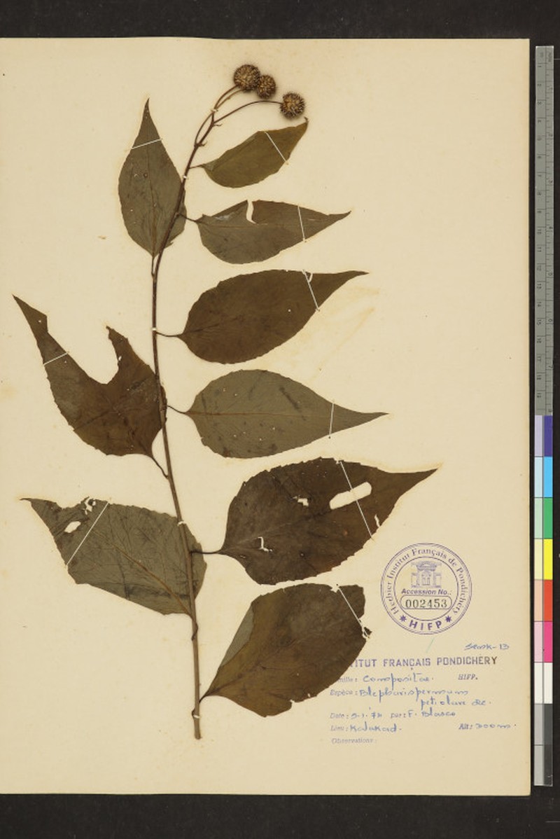 Blepharispermum petiolare photo 4