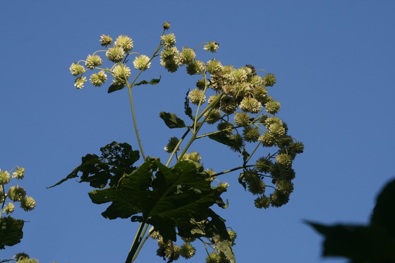 Blepharispermum petiolare