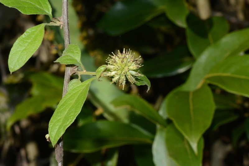 Blepharispermum pubescens