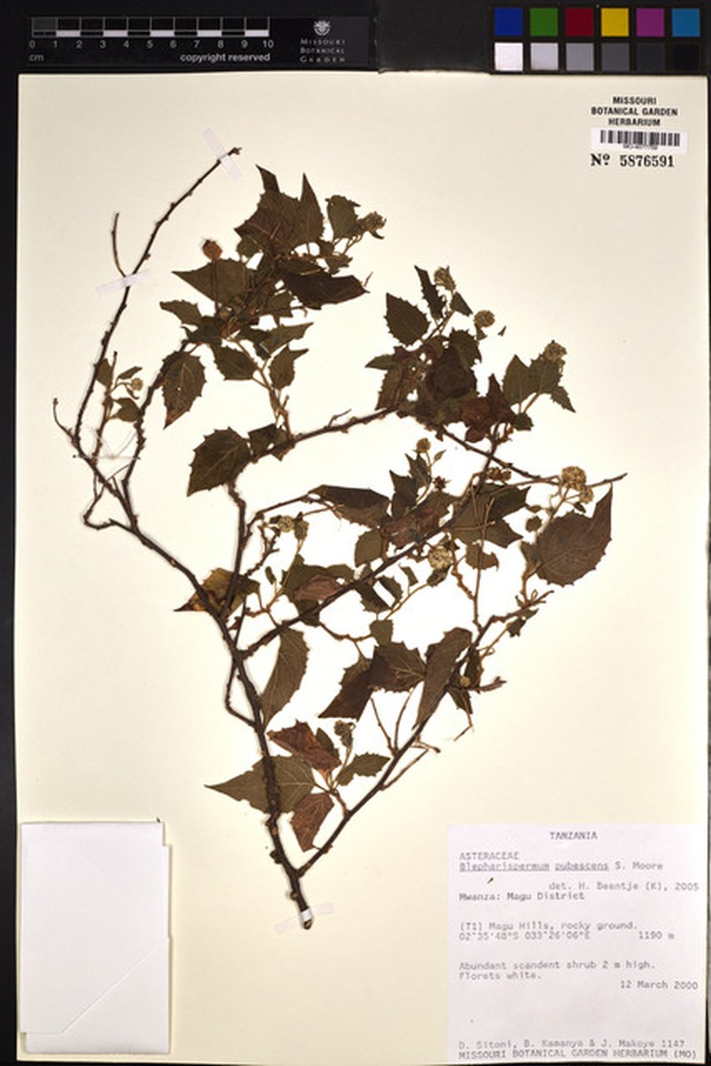 Blepharispermum pubescens photo 2