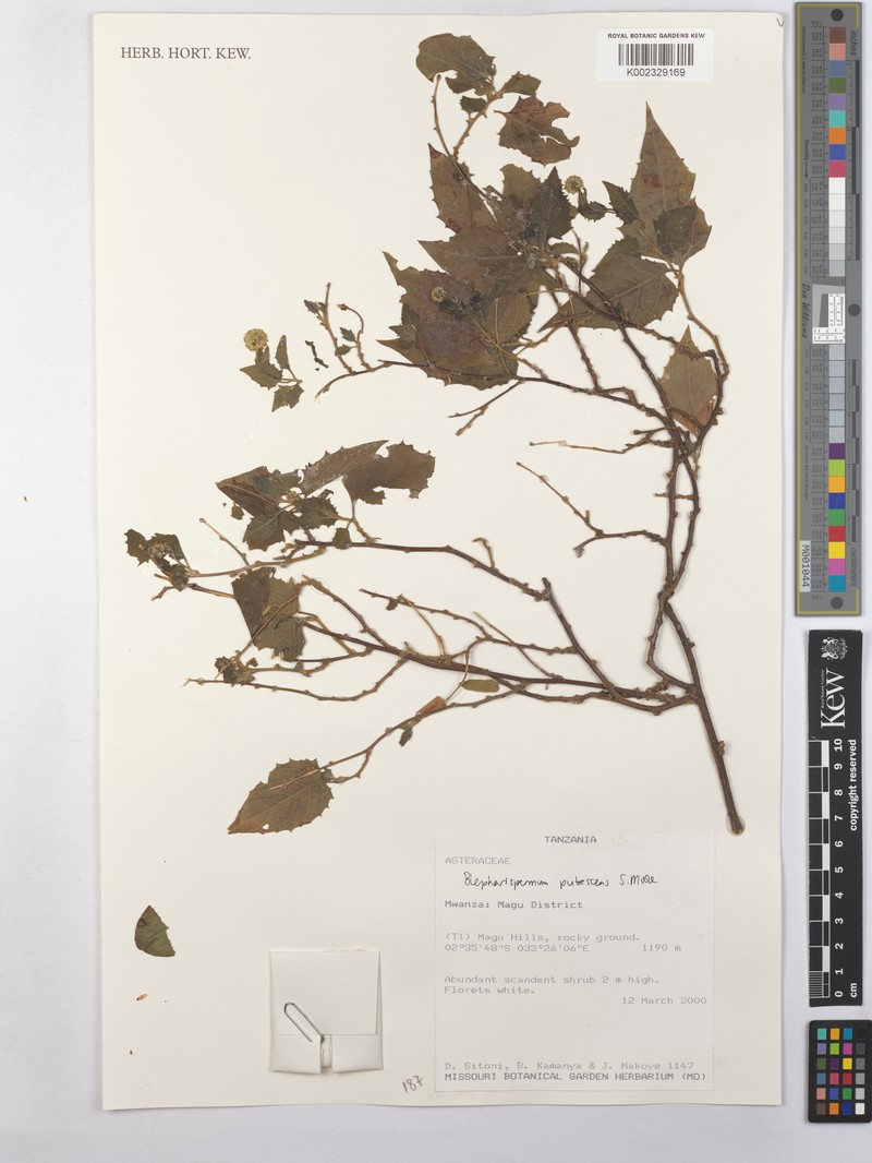 Blepharispermum pubescens photo 3