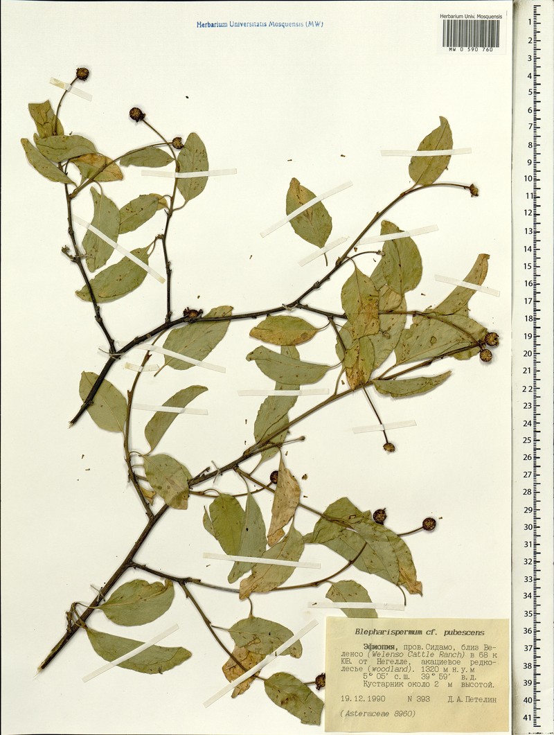 Blepharispermum pubescens photo 4