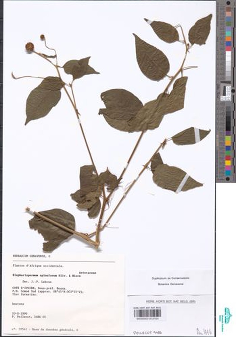 Blepharispermum spinulosum