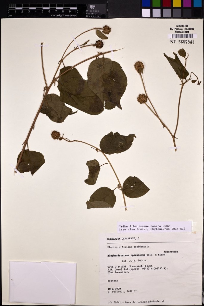 Blepharispermum spinulosum photo 2