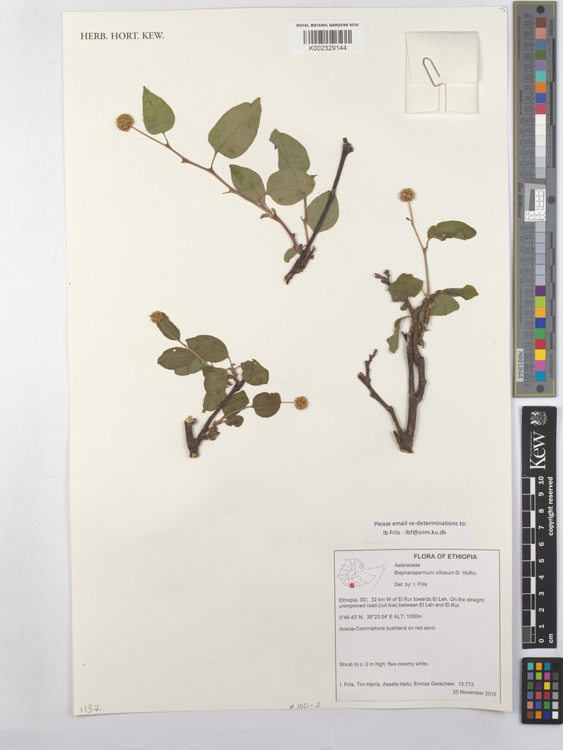Blepharispermum villosum