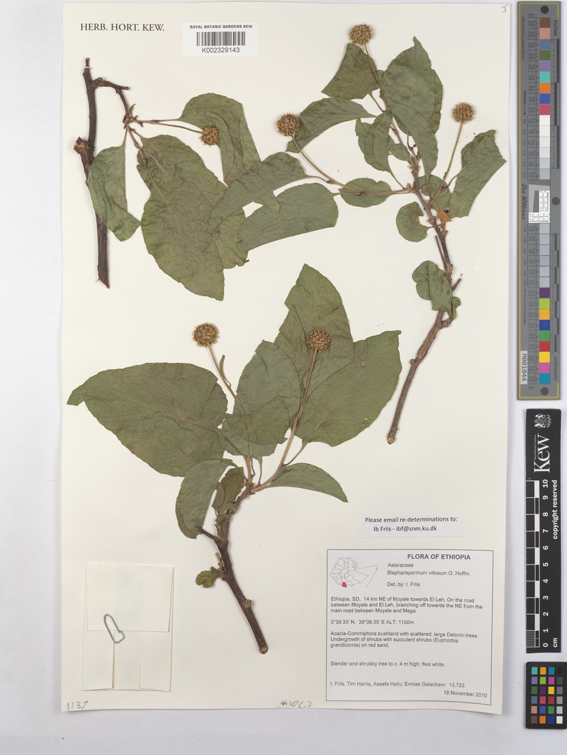 Blepharispermum villosum photo 2