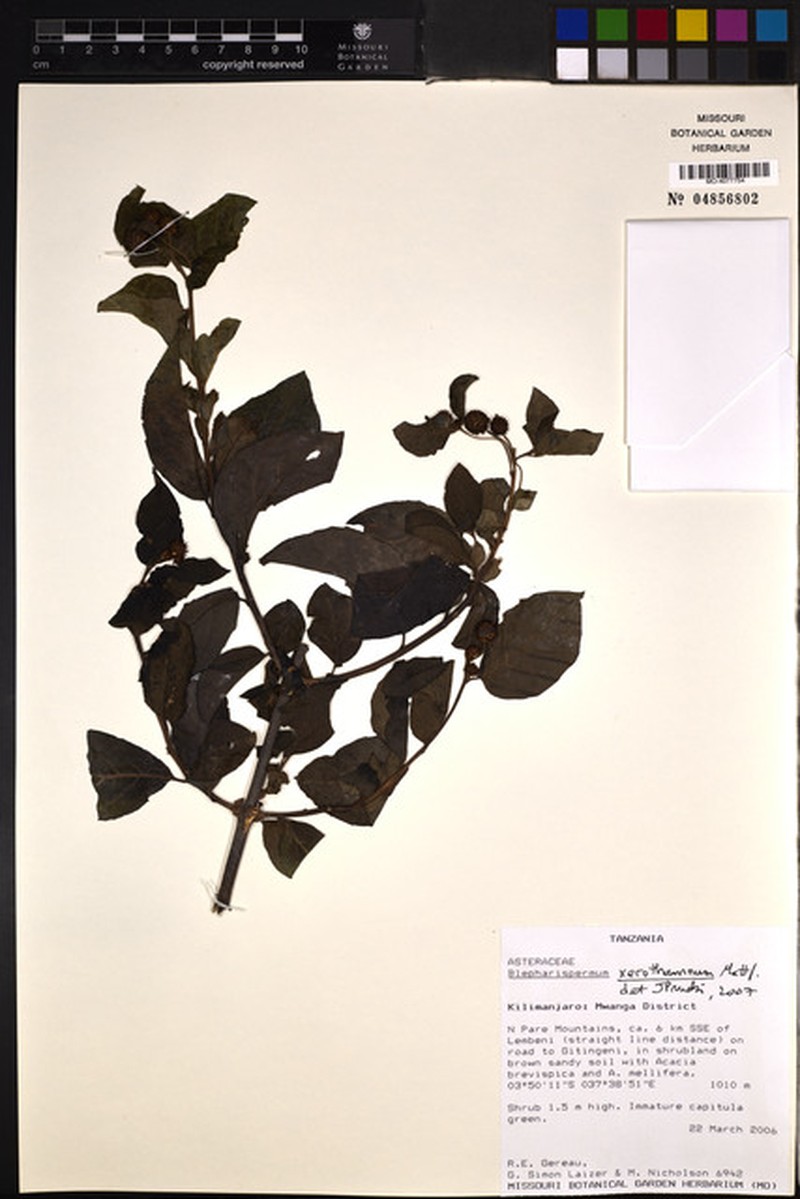 Blepharispermum xerothamnum