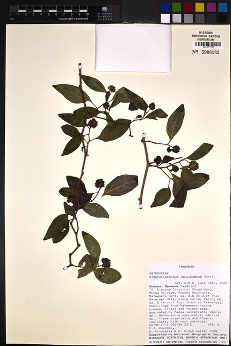 Blepharispermum xerothamnum photo 2