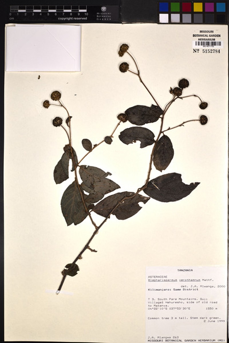 Blepharispermum xerothamnum photo 3