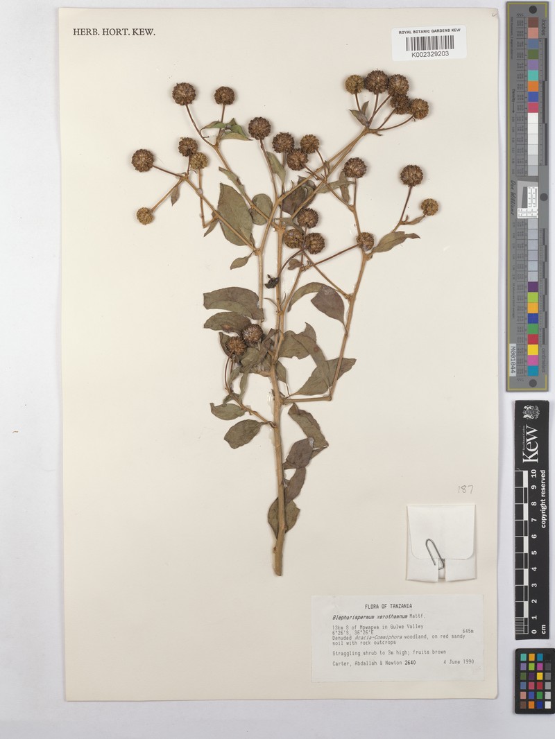 Blepharispermum xerothamnum photo 4